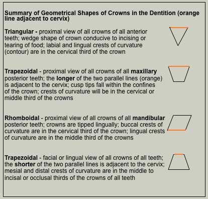 Summary of Geometrical Shapes of Crowns.png